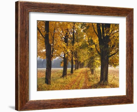 Maple Trees, Avenue, Autumn-Thonig-Framed Photographic Print