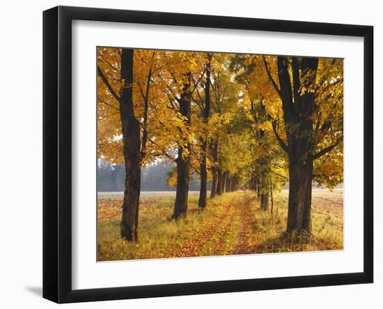 Maple Trees, Avenue, Autumn-Thonig-Framed Photographic Print