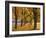 Maple Trees, Avenue, Autumn-Thonig-Framed Photographic Print