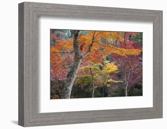 Maple Trees in Autumn, Momijidani Park (Japanese Maple Park), Miyajima Island-Stuart Black-Framed Photographic Print