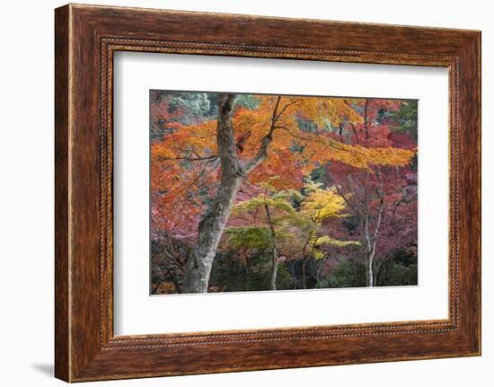 Maple Trees in Autumn, Momijidani Park (Japanese Maple Park), Miyajima Island-Stuart Black-Framed Photographic Print