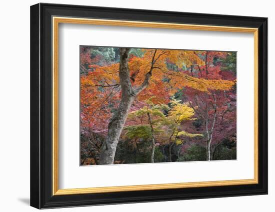 Maple Trees in Autumn, Momijidani Park (Japanese Maple Park), Miyajima Island-Stuart Black-Framed Photographic Print