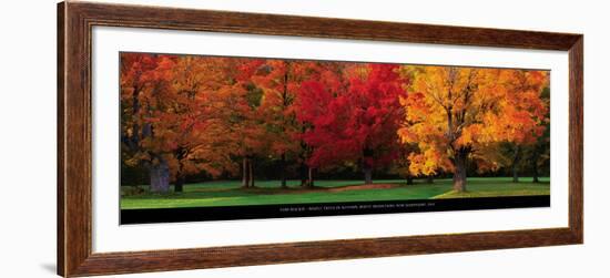 Maple Trees in Autumn, White Mountains, New Hampshire-Tom Mackie-Framed Art Print