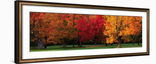 Maple Trees in Autumn, White Mountains, New Hampshire-Tom Mackie-Framed Art Print