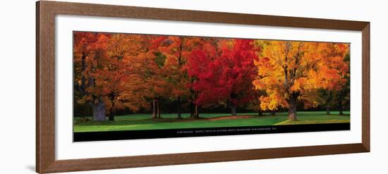 Maple Trees in Autumn, White Mountains, New Hampshire-Tom Mackie-Framed Art Print