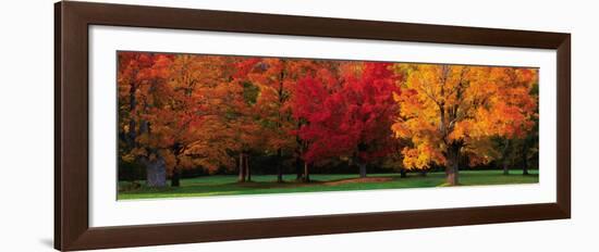 Maple Trees in Autumn, White Mountains, New Hampshire-Tom Mackie-Framed Art Print