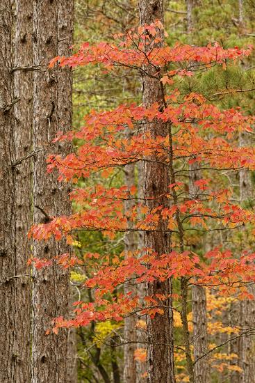 Maple Trees In Fall Colors Hiawatha National Forest Upper Peninsula Of Michigan Photographic Print Adam Jones Art Com