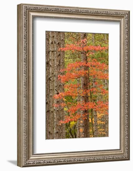 Maple Trees in Fall Colors, Hiawatha National Forest, Upper Peninsula of Michigan-Adam Jones-Framed Photographic Print