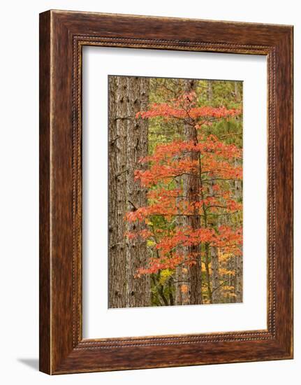 Maple Trees in Fall Colors, Hiawatha National Forest, Upper Peninsula of Michigan-Adam Jones-Framed Photographic Print