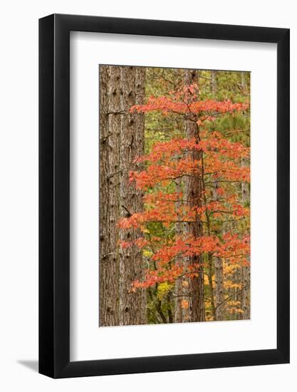 Maple Trees in Fall Colors, Hiawatha National Forest, Upper Peninsula of Michigan-Adam Jones-Framed Photographic Print