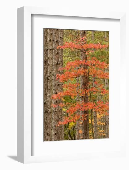 Maple Trees in Fall Colors, Hiawatha National Forest, Upper Peninsula of Michigan-Adam Jones-Framed Photographic Print