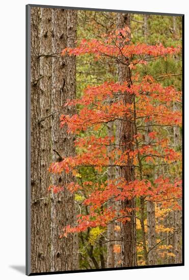 Maple Trees in Fall Colors, Hiawatha National Forest, Upper Peninsula of Michigan-Adam Jones-Mounted Photographic Print