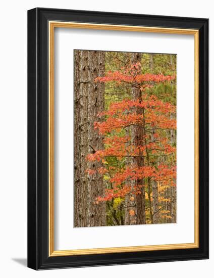 Maple Trees in Fall Colors, Hiawatha National Forest, Upper Peninsula of Michigan-Adam Jones-Framed Photographic Print