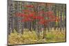 Maple Trees in Fall Colors, Hiawatha National Forest, Upper Peninsula of Michigan-Adam Jones-Mounted Photographic Print