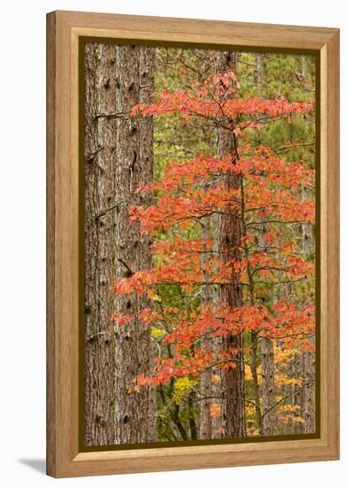 Maple Trees in Fall Colors, Hiawatha National Forest, Upper Peninsula of Michigan-Adam Jones-Framed Premier Image Canvas