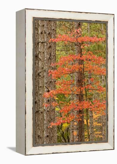 Maple Trees in Fall Colors, Hiawatha National Forest, Upper Peninsula of Michigan-Adam Jones-Framed Premier Image Canvas