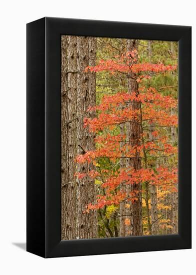 Maple Trees in Fall Colors, Hiawatha National Forest, Upper Peninsula of Michigan-Adam Jones-Framed Premier Image Canvas