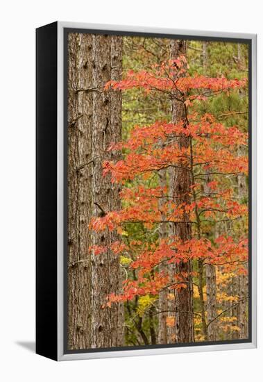 Maple Trees in Fall Colors, Hiawatha National Forest, Upper Peninsula of Michigan-Adam Jones-Framed Premier Image Canvas