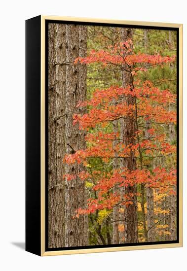 Maple Trees in Fall Colors, Hiawatha National Forest, Upper Peninsula of Michigan-Adam Jones-Framed Premier Image Canvas