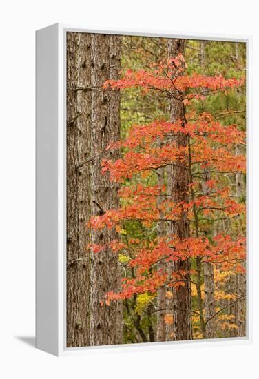 Maple Trees in Fall Colors, Hiawatha National Forest, Upper Peninsula of Michigan-Adam Jones-Framed Premier Image Canvas