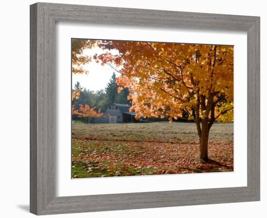 Maple Trees in Full Autumn Color and Barn in Background, Wax Orchard Road, Vashon Island, USA-Aaron McCoy-Framed Photographic Print