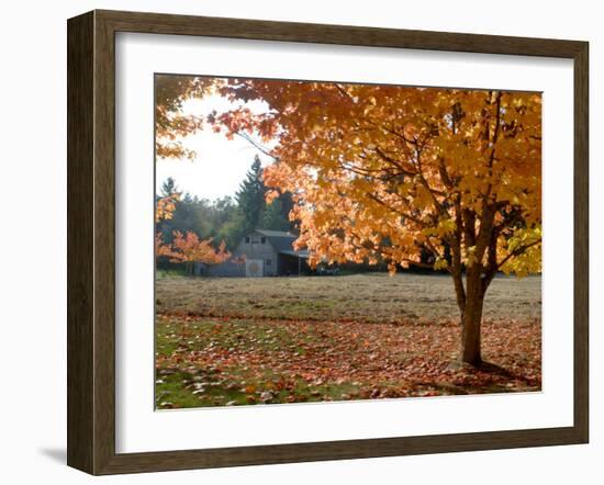 Maple Trees in Full Autumn Color and Barn in Background, Wax Orchard Road, Vashon Island, USA-Aaron McCoy-Framed Photographic Print