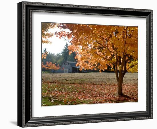 Maple Trees in Full Autumn Color and Barn in Background, Wax Orchard Road, Vashon Island, USA-Aaron McCoy-Framed Photographic Print