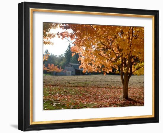 Maple Trees in Full Autumn Color and Barn in Background, Wax Orchard Road, Vashon Island, USA-Aaron McCoy-Framed Photographic Print