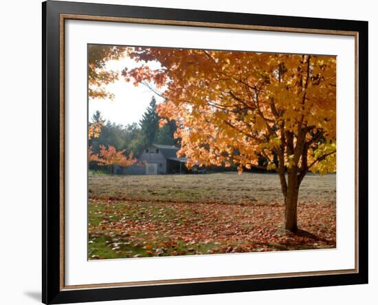 Maple Trees in Full Autumn Color and Barn in Background, Wax Orchard Road, Vashon Island, USA-Aaron McCoy-Framed Photographic Print