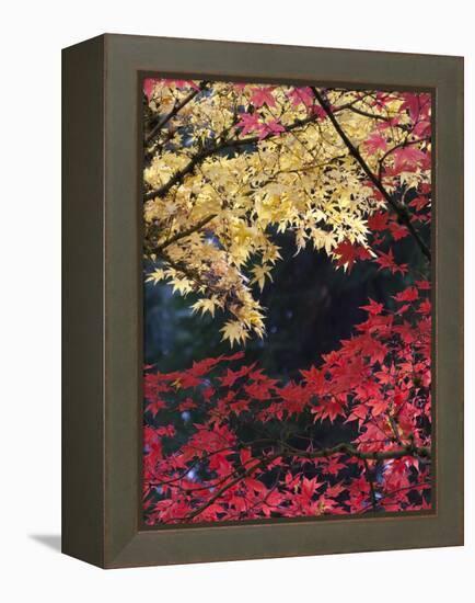 Maple Trees, Portland Japanese Garden, Oregon, USA-William Sutton-Framed Premier Image Canvas