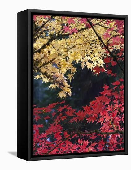 Maple Trees, Portland Japanese Garden, Oregon, USA-William Sutton-Framed Premier Image Canvas