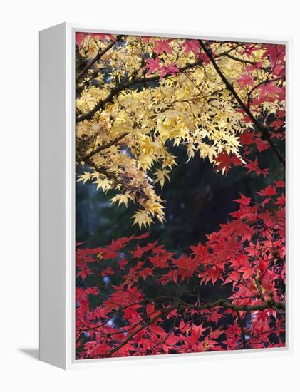 Maple Trees, Portland Japanese Garden, Oregon, USA-William Sutton-Framed Premier Image Canvas