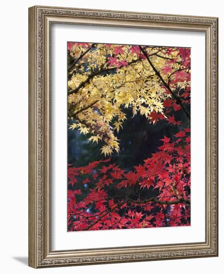 Maple Trees, Portland Japanese Garden, Oregon, USA-William Sutton-Framed Photographic Print