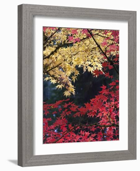 Maple Trees, Portland Japanese Garden, Oregon, USA-William Sutton-Framed Photographic Print