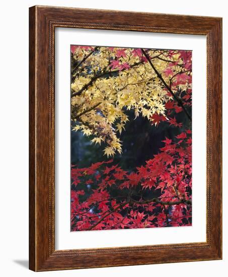 Maple Trees, Portland Japanese Garden, Oregon, USA-William Sutton-Framed Photographic Print