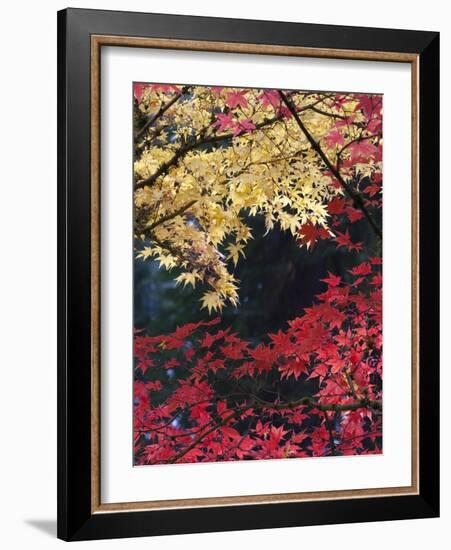 Maple Trees, Portland Japanese Garden, Oregon, USA-William Sutton-Framed Photographic Print