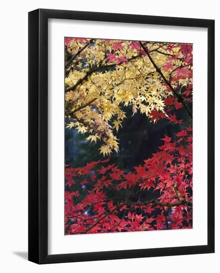 Maple Trees, Portland Japanese Garden, Oregon, USA-William Sutton-Framed Photographic Print