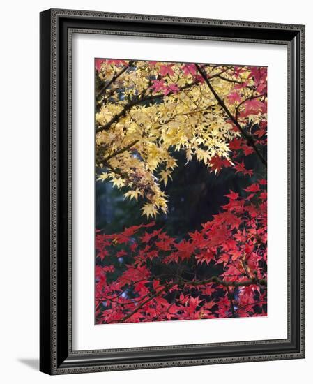 Maple Trees, Portland Japanese Garden, Oregon, USA-William Sutton-Framed Photographic Print