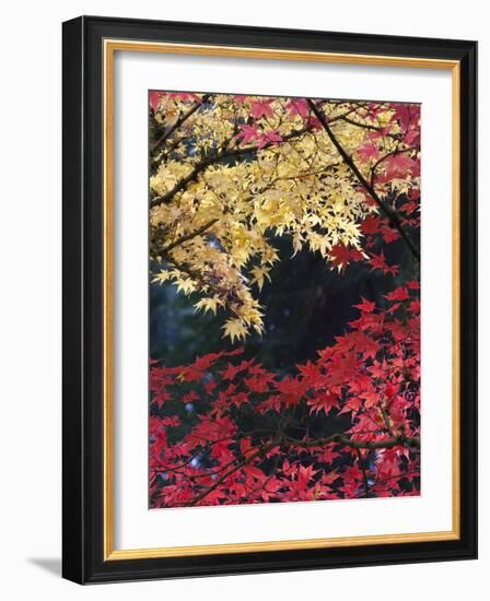 Maple Trees, Portland Japanese Garden, Oregon, USA-William Sutton-Framed Photographic Print