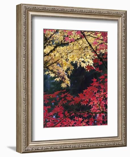 Maple Trees, Portland Japanese Garden, Oregon, USA-William Sutton-Framed Photographic Print