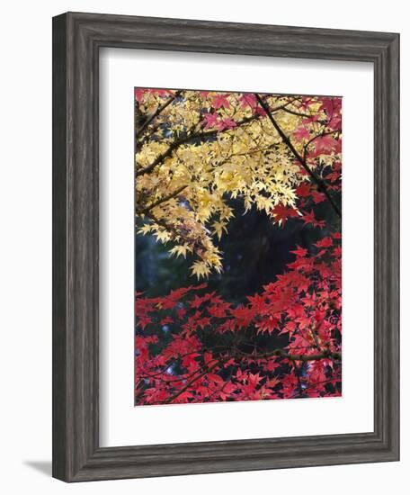 Maple Trees, Portland Japanese Garden, Oregon, USA-William Sutton-Framed Photographic Print