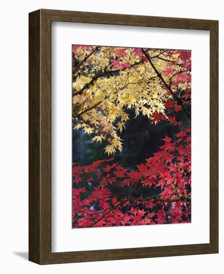 Maple Trees, Portland Japanese Garden, Oregon, USA-William Sutton-Framed Photographic Print