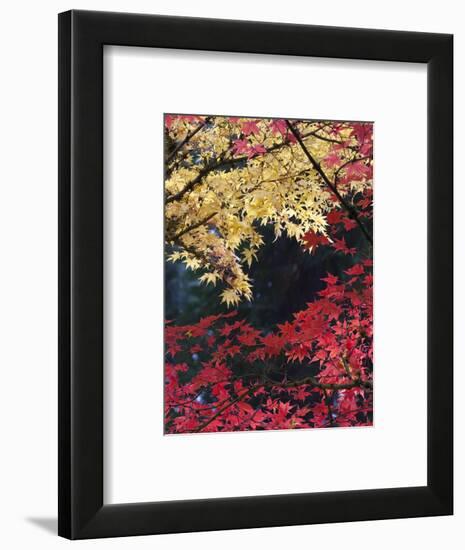 Maple Trees, Portland Japanese Garden, Oregon, USA-William Sutton-Framed Photographic Print