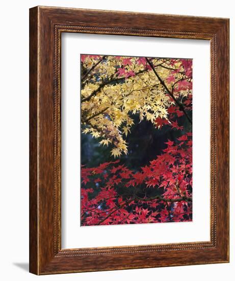 Maple Trees, Portland Japanese Garden, Oregon, USA-William Sutton-Framed Photographic Print