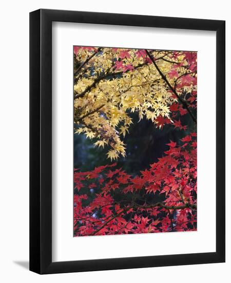 Maple Trees, Portland Japanese Garden, Oregon, USA-William Sutton-Framed Photographic Print