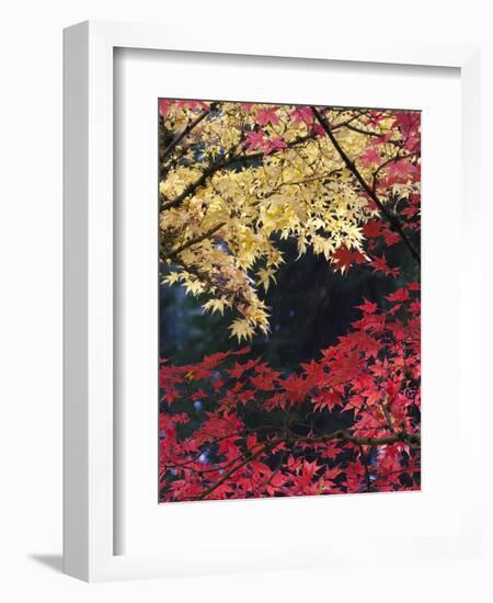 Maple Trees, Portland Japanese Garden, Oregon, USA-William Sutton-Framed Photographic Print