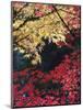 Maple Trees, Portland Japanese Garden, Oregon, USA-William Sutton-Mounted Photographic Print