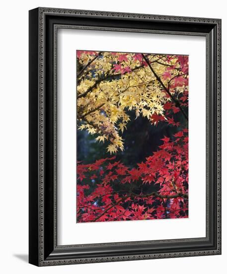 Maple Trees, Portland Japanese Garden, Oregon, USA-William Sutton-Framed Photographic Print