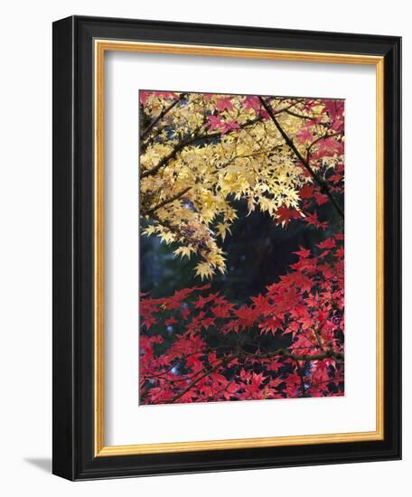 Maple Trees, Portland Japanese Garden, Oregon, USA-William Sutton-Framed Photographic Print