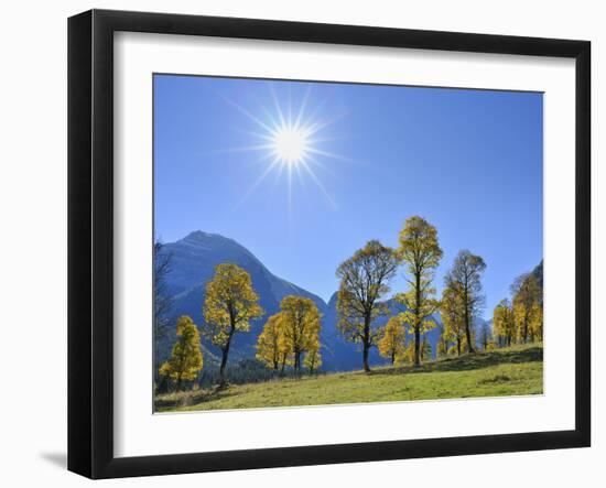 Maple Trees with sun in autumn,  Grosser Ahornboden, Karwendel, Tyrol, Austria-Raimund Linke-Framed Photographic Print